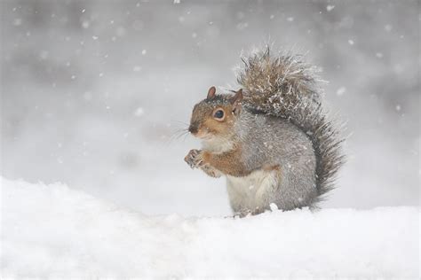 Gray Squirrel In Fallling Snow Photograph By Sue Feldberg Fine Art