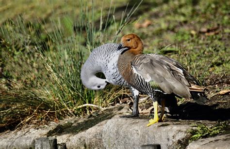 upland goose birdwatching tours guides birdwatchinfo