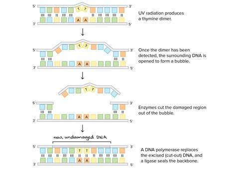 Thymine Dimer Mutation