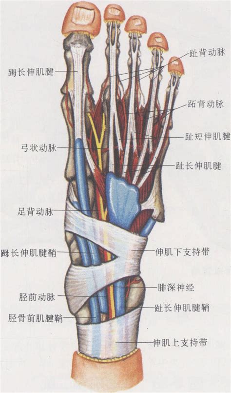 图8 27 足背 基础医学 医学