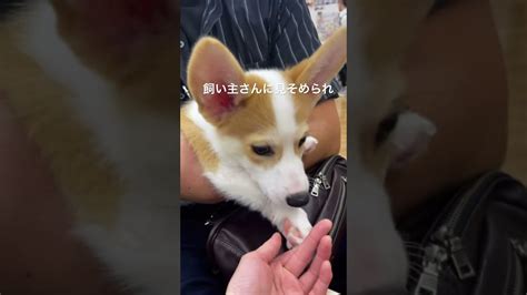 むぎ コーギー子犬4ヶ月 コーギー 犬 コーギー子犬 生後4ヵ月 愛 動物（犬・猫 他色々）【まとめ動画】