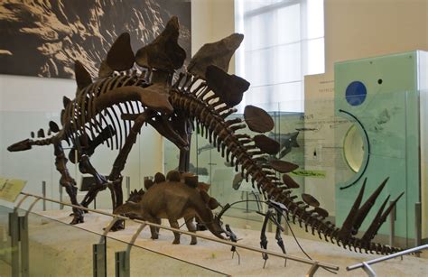 Stegosaurus American Museum Of Natural History A Full Ske Flickr