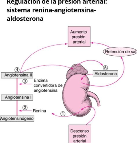 Cuales Son Los Mecanismos Que Regulan La Presion Arterialayudaaaaa