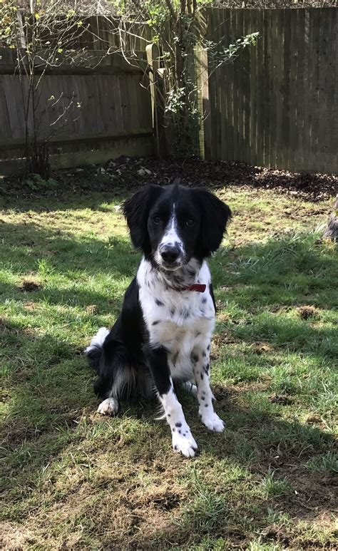 Black Border Collie Springer Spaniel Mix - irene-montero