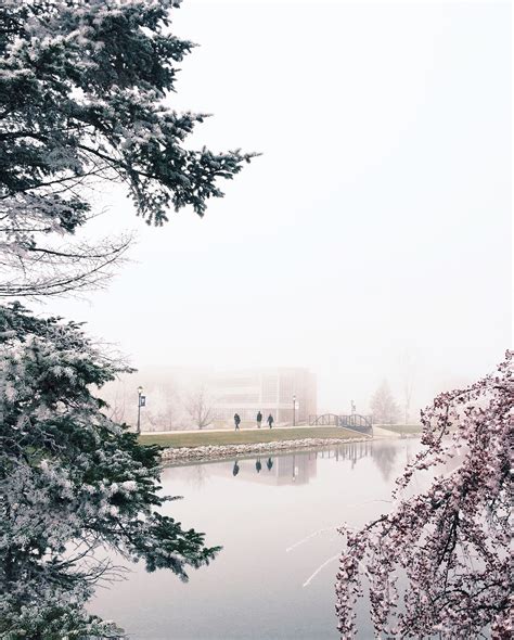 Free Images Tree Water Branch Snow Winter Mist Sunlight