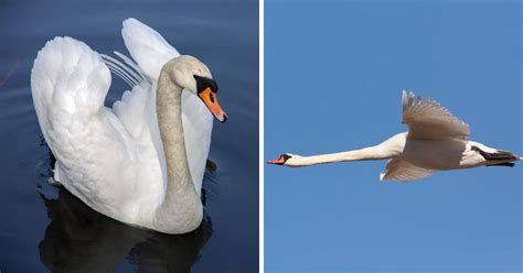 Can Swans Fly? (Science Expert Answer) - Bird Nature