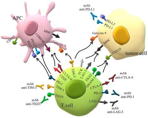 Ijms Free Full Text Current Understanding On Why Ovarian Cancer Is