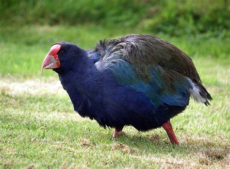 Te Anau - Fiordland National Park activities - Takahe bird