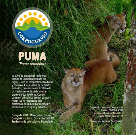 Ajuste Expresi N Escarpado Historia Del Puma Cumplido Fragante Confiar