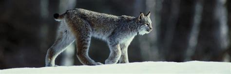 Lynx Habitat and Distribution - Feline Facts and Information