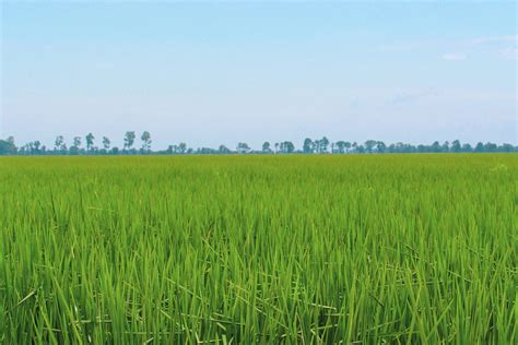 Agricapture Climate Friendly Rice Project Is Selected To Receive