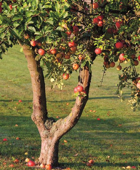 Appelboom Snoeien Hoe Wanneer En Waarom Artofit