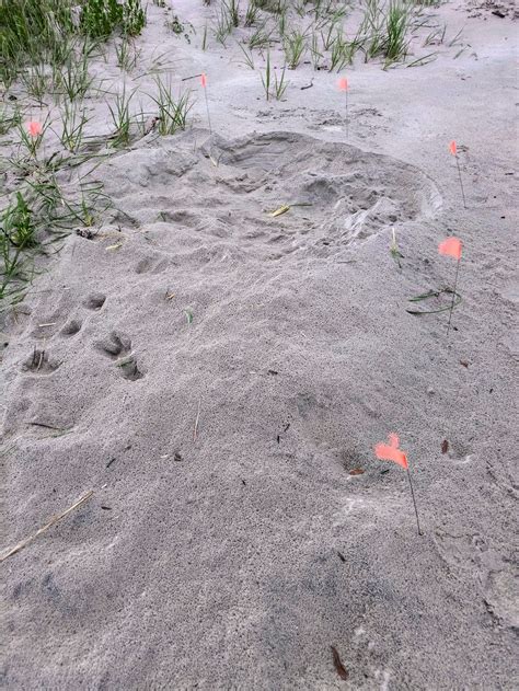 First Nest Of 2024 Caswell Beach Turtle Watch