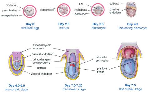 Figure 1 from Induction of Primordial Germ Cells from Pluripotent Epiblast | Semantic Scholar