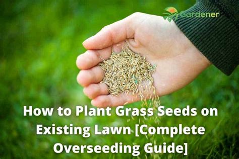 How To Plant Grass Seeds On Existing Lawn Complete Overseeding Guide