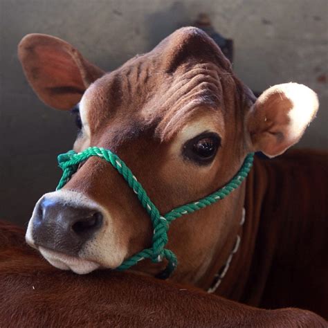 Cow Of The Day Topsfield Fair