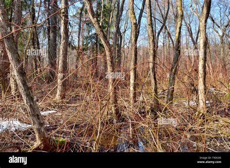 Forest Thicket With Dense Thickets Trees Grow Thick And On Earth Bushes