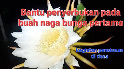 Bantu Penyerbukan Pada Buah Naga Bunga Pertama Umur 8 Sd 9 Bulan ST