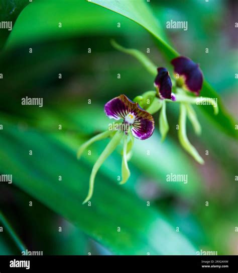 Belize National Flower Called The Black Orchid Stock Photo Alamy