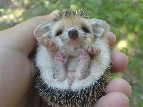 Baby hedgehog - Teh Cute