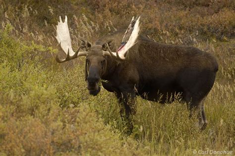 Bull Moose And Willow Denali National Park Alaska Denali National