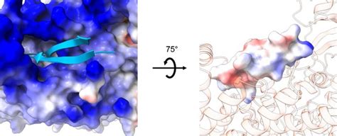 Figures And Data In Cryoem Structures Of The Human Clc Voltage Gated