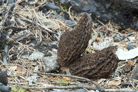 5 Best Morel Mushrooms Ohio Hunting Facts & Tips