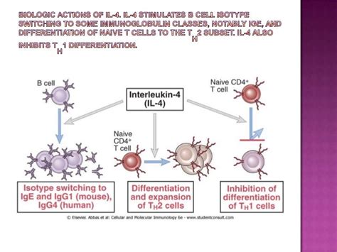 Interleukins And Interferon Gamma