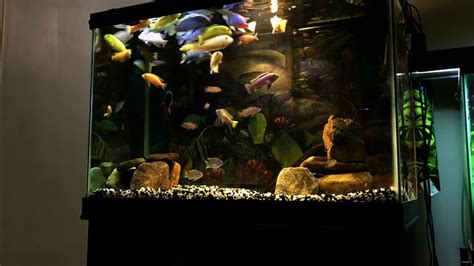 African Mbuna Cichlids 65 Gallon Aquarium Setup Youtube