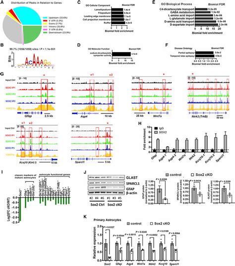 Genomic And Transcriptomic Profiling Identifies Sox2 Regulated Genes