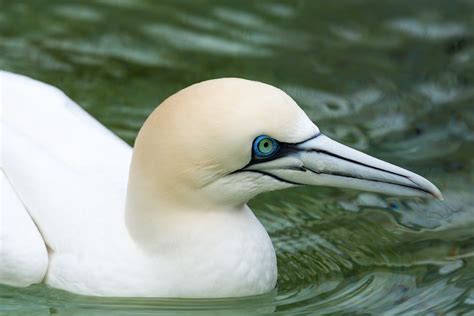 Kostenlose Foto Vogel Tier Seevogel Tierwelt Schnabel Schlie En