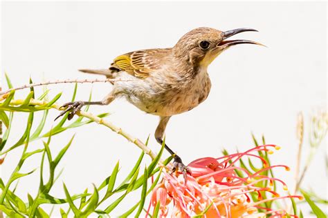 Perth Western Australia Birds - Australia's Wonderful Birds