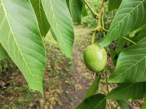 Premium Photo | Walnut fruit on a tree green walnut fruits ripen on the ...