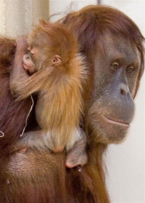 Primates Cute Baby Animals Animals And Pets Funny Animals Strange