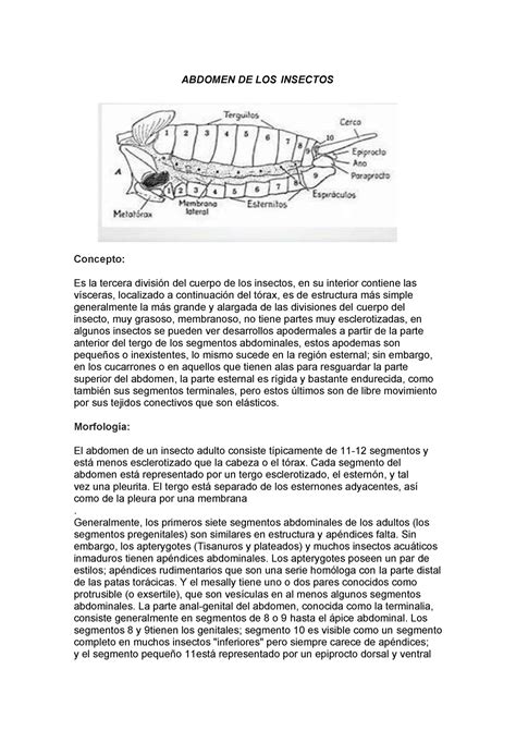 Abdomen De Los Insectos Abdomen De Los Insectos Concepto Es La