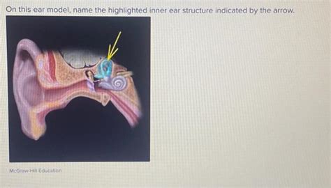 Solved On This Ear Model Name The Highlighted Inner Ear Chegg