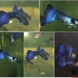 Blue Moscow Guppy Buy Online