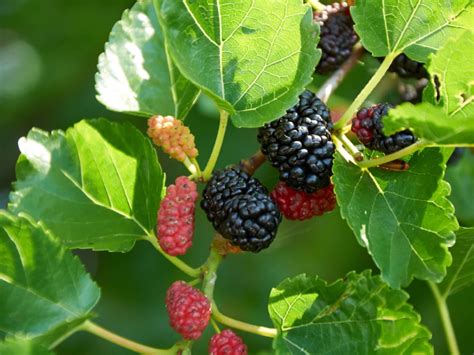 Dwarf Everbearing Mulberry Tree • Just Fruits and Exotics