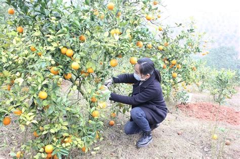 上思县法院：为民解忧办实事 爱心助力乡村振兴澎湃号·政务澎湃新闻 The Paper