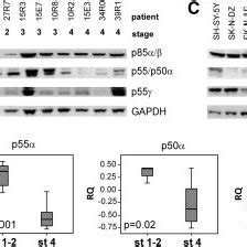 Stage Dependent Expression Of The Pi K Type Ia Regulatory Isoforms A