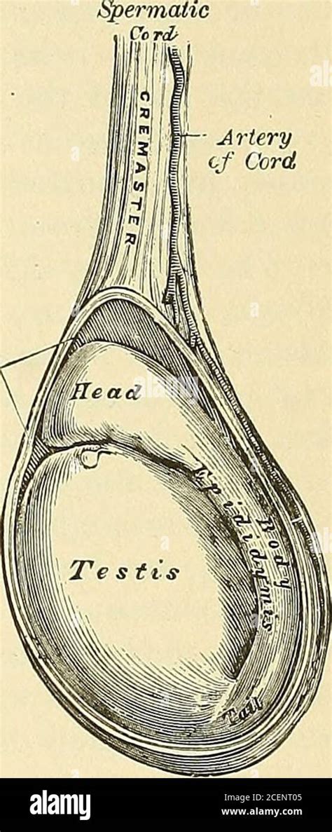 Cremasteric hi-res stock photography and images - Alamy