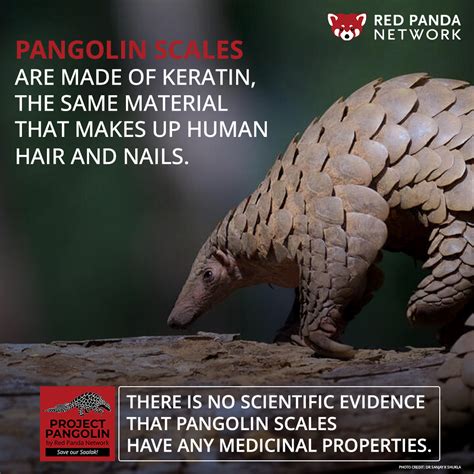 Pangolin Photo Challenge Elsy Norean