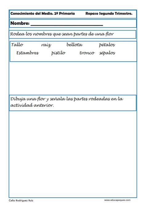 Conocimiento Del Medio Primaria 25 Fichas De Ejercicios