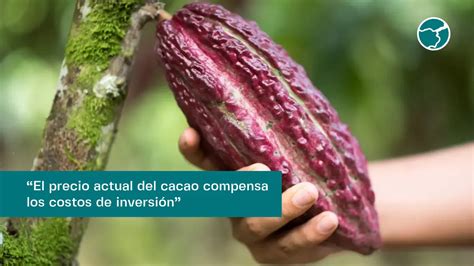 El Precio Del Cacao Compensa Los Costos De Inversi N