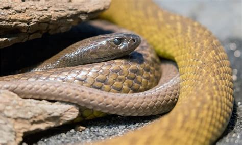 Inland Taipan Bite: Why it has Enough Venom to Kill 289 Humans & How to ...