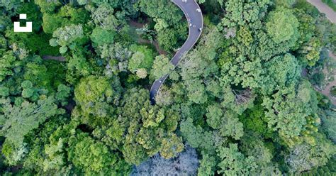 Aerial view of green trees and road photo – Free Kirstenbosch botanical ...