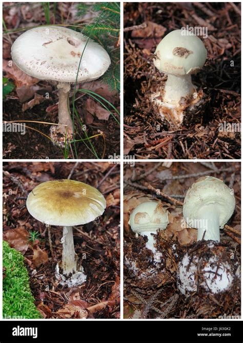 Death angel mushroom hi-res stock photography and images - Alamy