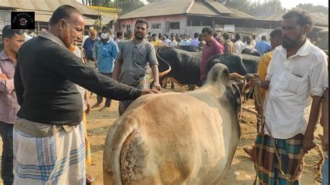 আজ 16 নভেম্বর কত টাকা মন দরে ঢাকার ব্যবসায়ী মাংসের ষাঁড় গরু কিনতে