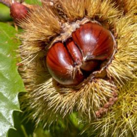 Fruitbomen Tuinplantenwinkel Nl