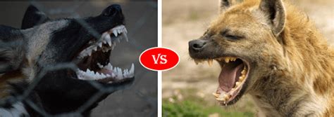 African Wild Dog Vs Hyena Fight comparison, who will win?